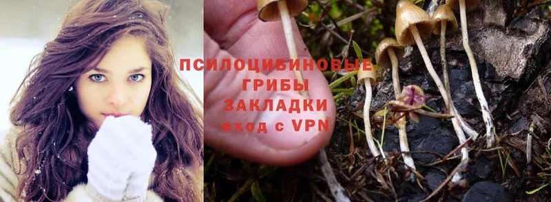 Галлюциногенные грибы Psilocybe  где купить наркоту  kraken ссылки  Кировск 